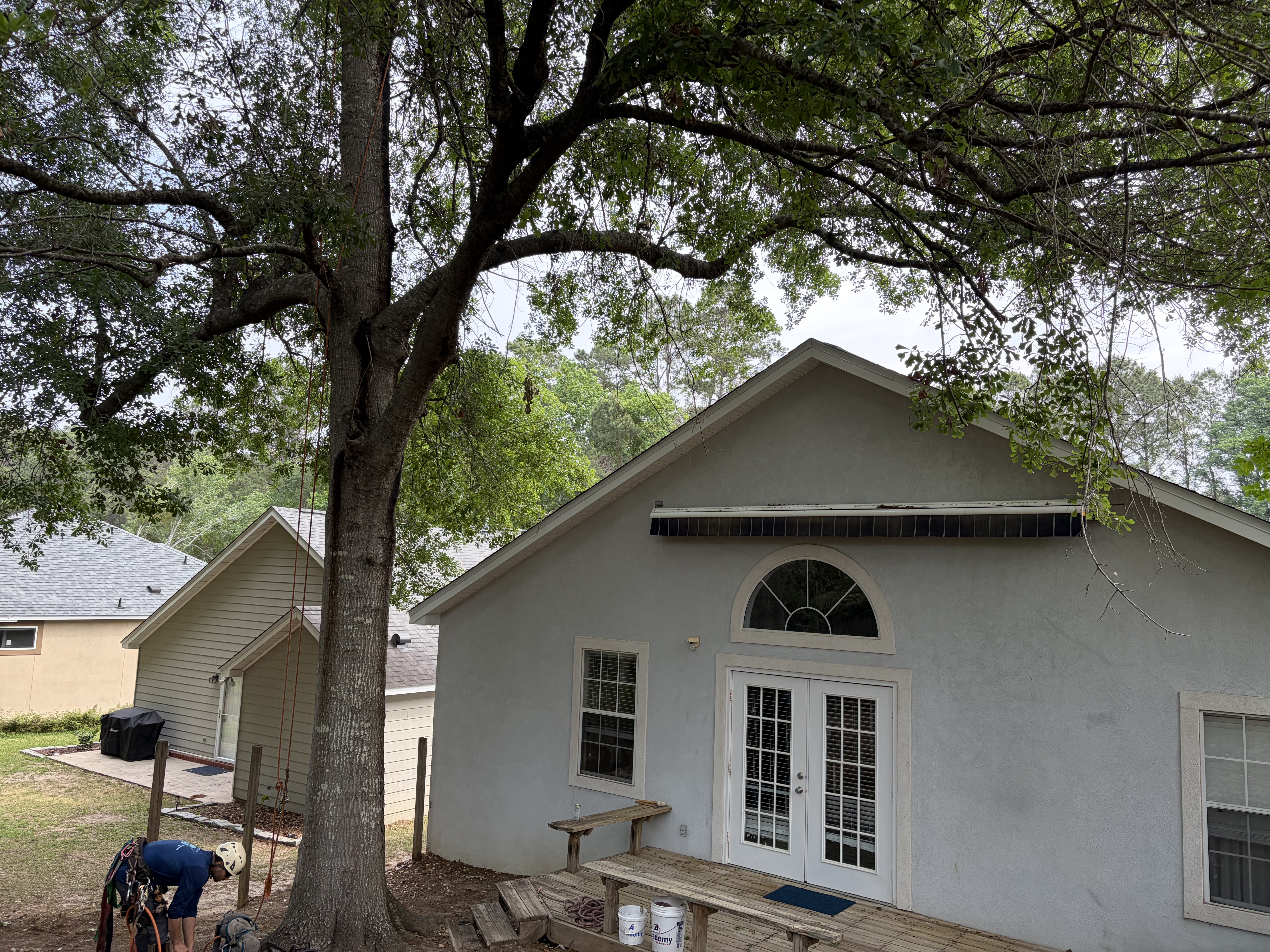 Tree care before photo