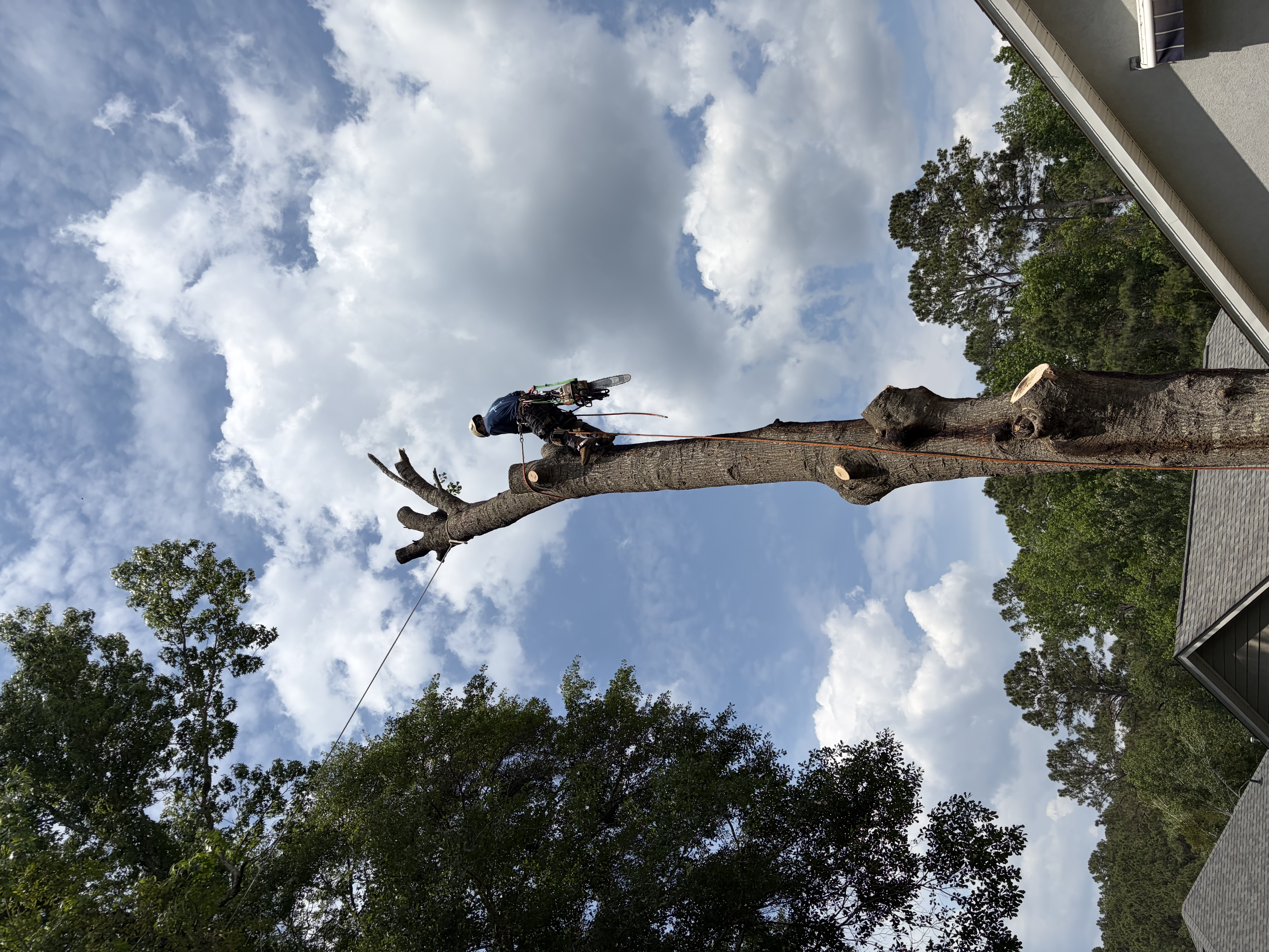 Tree care work in progress